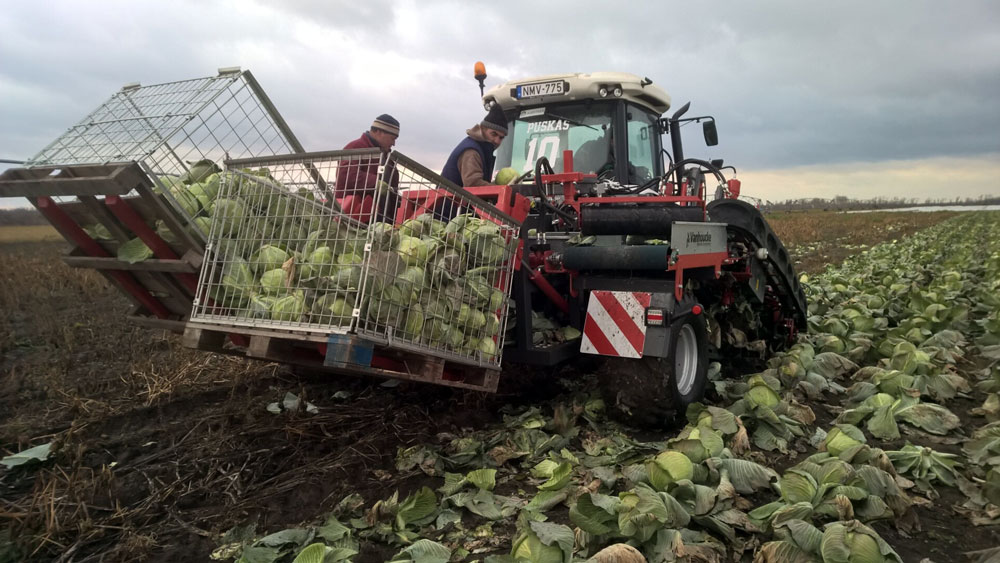 Комбайн для сбора капусты Vanhoucke Cabbage Harvester